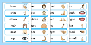 Let's learn new vocabulary in a fun, visual way! Body Parts Labels Teacher Made
