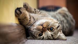 Wann genau dies der fall ist, ist zwar immer individuell, im durchschnitt aber werden unsere katzen zwischen dem 6. Katze Rollig Was Jetzt Tiergesund De