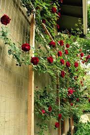How To Make A Custom Rose Trellis Diy Garden Trellis Trellis Plants Diy Trellis