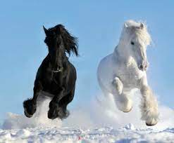 Build your stable, train, breed, and show your virtual horses, chat in our active community, and test your stable management skills. 13 Beautiful Horses In The Wild Nature Interior Design Ideas Avso Org