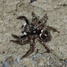 Spiders In Texas Species Pictures