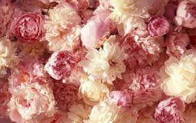 I Do Love Pink Peonies Carnation Flower Flowers Beautiful Flowers
