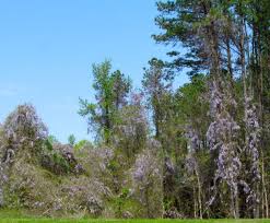 Perhaps one of the most striking native nc trees, the red maple is known for its foliage that turns a vibrant red in the autumn season. Tag Purple Flowered Tree