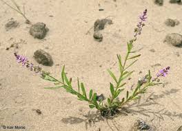 Image result for Polygala capillaris