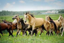 Domestic Horses Derived From Wild Restocking Scitech The Earth Times