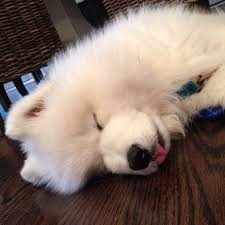I Take No Credit For This Picture Dogs Love Animals Pets Yavru Kopek Kopek Hayvan