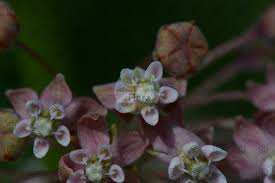 Image result for Isonema infundibuliflorum