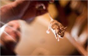 Maybe you would like to learn more about one of these? Cara Mengeluarkan Tikus Dan Tikus Dari Rumah Memusnahkan Tikus Dengan Perangkap