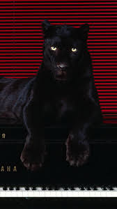 Animal Black Panther 750x1334 Wallpaper Id 236852 Mobile Abyss