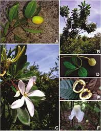 Image result for Apocynaceae subfamilies Apocynoideae and Rauvolfioideae