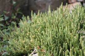 Image result for Sarcocornia