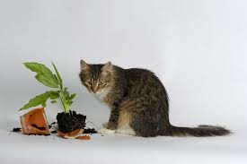 Neben einer anzahl an giftigen pflanzen für katzen, gibt es durchaus auch ungiftige zimmerpflanzen für die stubentiger. 10 Giftige Zimmerpflanzen Fur Haustiere Plantura