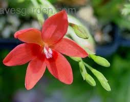 Image result for Freesia laxa