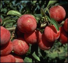 Satsuma plum trees produce fruit with deep red flesh, a tart, small to medium size plum with excellent flavor. Plum Satsuma Bagged Perth Wa Online Garden Centre
