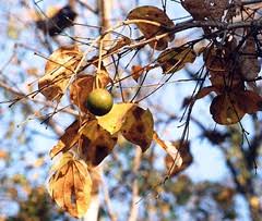 Image result for Tannodia swynnertonii