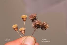 Image result for Monsonia glauca