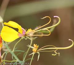 Image result for Cleome angustifolia