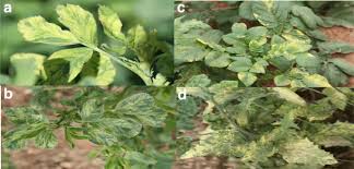 Image result for Alfalfa mosaic virus