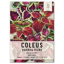 Image result for Coleus meyeri