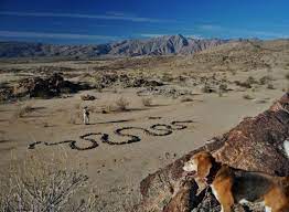 We did not find results for: Finding The Rock Snake Near Borrego Springs California Borrego Springs California Travel Road Trips Southern California Hikes