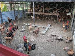 Ada dua resep yang bisa anda tiru dalam cara membuat jamu herbal untuk ayam. Jenis Jenis Sistem Penternakan Ayam Kampung Myagri Com My