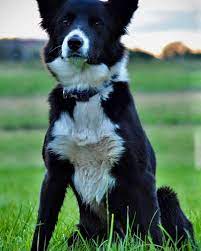 Border Collie For Sale Craigslist Off 69 Www Usushimd Com