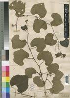 Image result for Ampelocissus africana