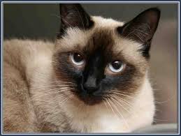 Black And White Siamese Cat Mix Siamese Himalayan Cat Cat Breeds Gallery Himalayan Cat Himalayan Kitten Cats