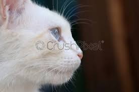 Girls women cat ears headband hairband makeup face clean spa fluffy hair band~. Pure White Cat With Turquoise Blue Eyes And Pink Defective Stock Photo Crushpixel