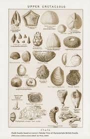 Strata And Fossils Of The Lulworth Cove Area