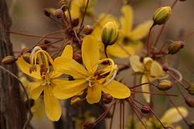 Image result for Cassia abbreviata