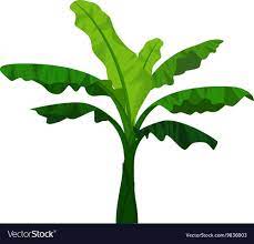 Banana Tree Cartoon For You Design Royalty Free Vector Image Banana Tree Tulsi Vivah Baby Print Art