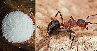 Mar 03, 2021 · other natural ways to kill ants. Does Epsom Salt Kill Ants How To Kill Ants Hello Lidy
