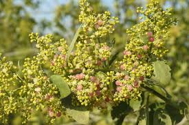 Image result for Salvadora persica
