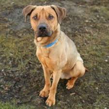 The german shepherd pitbull mix is a mixed dog breed between the german shepherd and the pitbull. German Shepherd Pit Gsd Crossed With Pit Bull