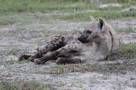 Image result for Hyparrhenia nyassae