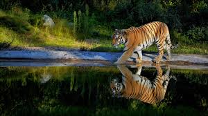Le monde de narnia, chapitre 3 : Tiger 4k Wallpaper Posted By Zoey Anderson