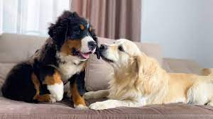 Check spelling or type a new query. Golden Retriever And Bernese Mountain Dog Puppy Love To Play Together Youtube