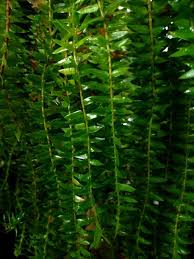 Image result for Huperzia verticillata