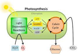 Light dependent and light independent. How Would You Explain How The Light Independent Reactions Of Photosynthesis Rely On The Light Dependent Reactions Socratic