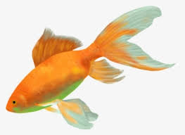 Selain kucing dan anjing, ikan hias juga menjadi hewan yang populer untuk dijadikan peliharaan di rumah. Goldfish Fish Gold Water Cichlid Animal Fauna Ikan Hias Air Tawar Terindah Hd Png Download Transparent Png Image Pngitem