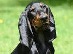AMERICAN BLACK & TAN COONHOUND RESCUE