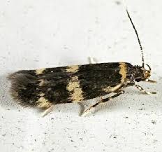 Image result for Disperis sp. nov. aff. macowanii