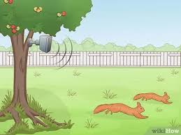 Make hot pepper sauce with water from them and spray that on the trees. 3 Ways To Protect Fruit Trees From Animals Wikihow