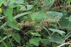 Image result for Triumfetta tomentosa