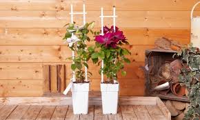Patio clematis the boulevard collection. Up To 20 Off Boulevard Patio Clematis Groupon