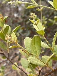 Image result for Combretum hereroense
