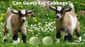 You can eat zucchini fried, boiled, steamed or baked. Can Goats Eat Cabbage Animal Hype