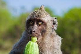 Monkey Eating Cucumber Close Up Monkey Noahs Arc