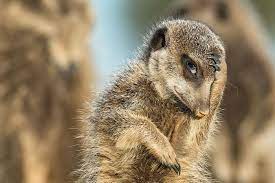 There are some funny pictures of animals with mustaches that will make you laugh or maybe do awww. 50 Funny Animal Pictures Cute Photos Of Wild Animals